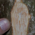 Lindackeria dentata Slash. Lindackeria dentata Slash.