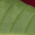 Voacanga africana Midrib and venation, leaf lower surface. Voacanga africana Midrib and venation, leaf lower surface.