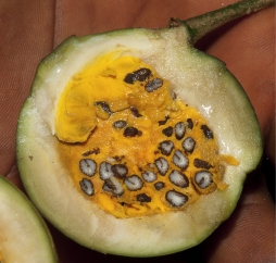 Voacanga africana Fruit cut open. Voacanga africana Fruit cut open.