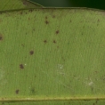 Rhabdophyllum arnoldianum Midrib and venation, lower surface. Rhabdophyllum arnoldianum Midrib and venation, lower surface.