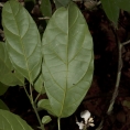 Thomandersia hensii Leaf, lower surface. Thomandersia hensii Leaf, lower surface.