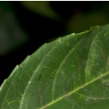 Homalium longistylum Leaf margin, upper surface. Homalium longistylum Leaf margin, upper surface.