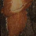 Anthocleista liebrechtsiana Slash. Anthocleista liebrechtsiana Slash.