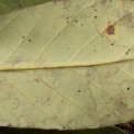 Anthocleista liebrechtsiana Midrib and venation, leaf lower surface. Anthocleista liebrechtsiana Midrib and venation, leaf lower surface.