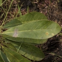 Anthocleista liebrechtsiana Leaf, upper surface. Anthocleista liebrechtsiana Leaf, upper surface.