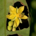 Rhabdophyllum arnoldianum Flower. Rhabdophyllum arnoldianum Flower.