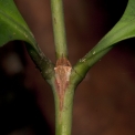 Ixora guineensis Petiole bases and stipule. Ixora guineensis Petiole bases and stipule.