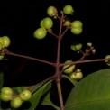 Ixora guineensis Immature fruits Ixora guineensis Immature fruits