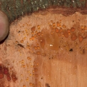Newtonia devredii Slash with drops of exudate. Newtonia devredii Slash with drops of exudate.