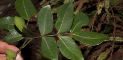 Newtonia devredii Leaf, upper surface. Newtonia devredii Leaf, upper surface.