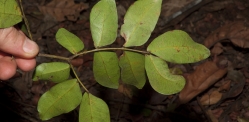 Newtonia devredii Leaf, lower surface. Newtonia devredii Leaf, lower surface.