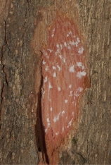 Synsepalum brevipes Slash. Synsepalum brevipes Slash.