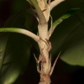 Synsepalum brevipes Petiole bases and stipules. Synsepalum brevipes Petiole bases and stipules.
