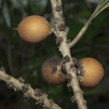 Synsepalum brevipes Fruit. Synsepalum brevipes Fruit.
