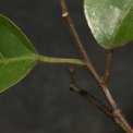 Hymenocardia ripicola Leaf bases and petioles. Hymenocardia ripicola Leaf bases and petioles.