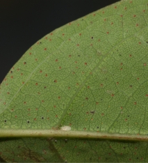 Hymenocardia ripicola Midrib, venation and glands, lower surface. Hymenocardia ripicola Midrib, venation and glands, lower surface.