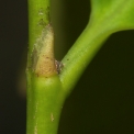 Martretia quadricornis Petiole with stipule before falling. Martretia quadricornis Petiole with stipule before falling.