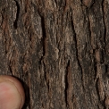 Martretia quadricornis Bark. Martretia quadricornis Bark.
