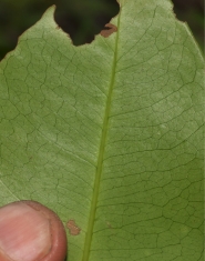 Martretia quadricornis Midrib and venation, lower surface. Martretia quadricornis Midrib and venation, lower surface.