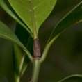 Psychotria laurentii Dried stipule. Psychotria laurentii Dried stipule.