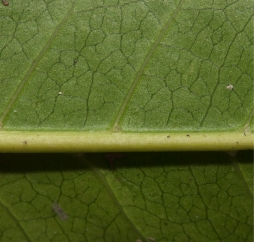 Psychotria laurentii Midrib and venation, leaf lower surface. Psychotria laurentii Midrib and venation, leaf lower surface.