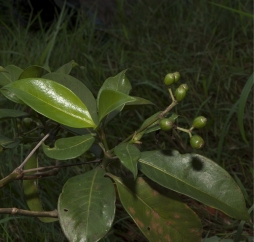 Psychotria laurentii Immature fruit. Psychotria laurentii Immature fruit.