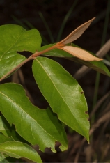 Vismia laurentii Young leaves. Vismia laurentii Young leaves.