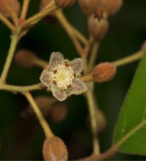 Vismia laurentii Flower. Vismia laurentii Flower.