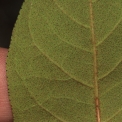 Vismia laurentii Midrib and venation, leaf lower surface. Vismia laurentii Midrib and venation, leaf lower surface.
