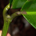 Garcinia smeathmannii Petiole bases covering terminal bud. Garcinia smeathmannii Petiole bases covering terminal bud.