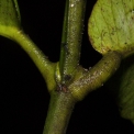 Garcinia smeathmannii Petioles. Garcinia smeathmannii Petioles.