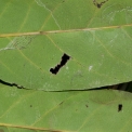 Diospyros gilletii Midrib and venation, leaf lower surface. Diospyros gilletii Midrib and venation, leaf lower surface.