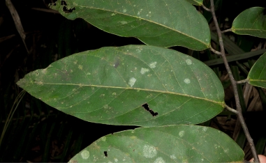 Diospyros gilletii Leaf, upper surface. Diospyros gilletii Leaf, upper surface.
