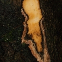 Diospyros gilletii Slash. Diospyros gilletii Slash.