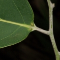 Diospyros gilletii Leaf base with glands, upper surface. Diospyros gilletii Leaf base with glands, upper surface.