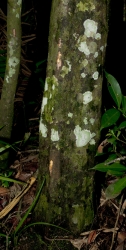 Diospyros gilletii Base of trunk. Diospyros gilletii Base of trunk.