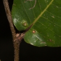Parinari congensis Leaf base and glands, upper surface. Parinari congensis Leaf base and glands, upper surface.