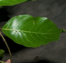 Morinda lucida Leaf, upper surface. Morinda lucida Leaf, upper surface.