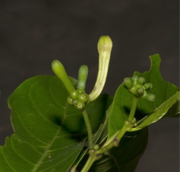 Morinda lucida Flower buds and very young fruit. Morinda lucida Flower buds and very young fruit.