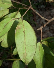 Martretia quadricornis Mature leaf, lower surface. Martretia quadricornis Mature leaf, lower surface.