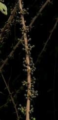 Trema orientalis Ripe fruit on leafless stem. Trema orientalis Ripe fruit on leafless stem.