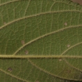 Trema orientalis Midrib and venation, lower surface. Trema orientalis Midrib and venation, lower surface.