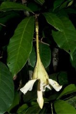 Rothmannia whitfieldii Flower. Rothmannia whitfieldii Flower.