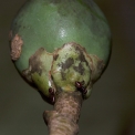 Anthocleista liebrechtsiana Immature fruit with persistent sepals. Anthocleista liebrechtsiana Immature fruit with persistent sepals.