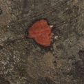 Diospyros iturensis Slash. Diospyros iturensis Slash.