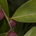 Diospyros iturensis Leaf base and fruit. Diospyros iturensis Leaf base and fruit.