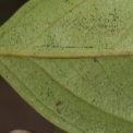 Diospyros iturensis Midrib and venation, leaf lower surface. Diospyros iturensis Midrib and venation, leaf lower surface.