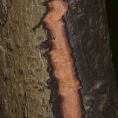 Diospyros ferrea Slash. Diospyros ferrea Slash.