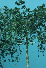 Pycnanthus angolensis Habit. Pycnanthus angolensis Habit.