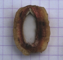 Irvingia smithii Ripe fruits. Irvingia smithii Ripe fruits.